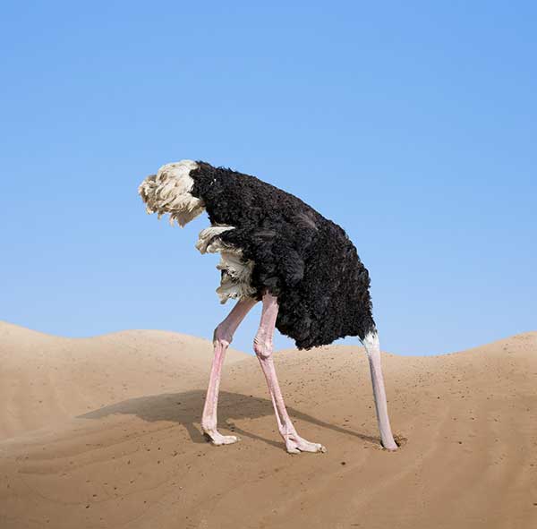 Ostrich